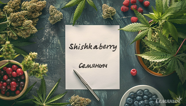 Гроурепорт по выращиванию сорта Shiskaberry