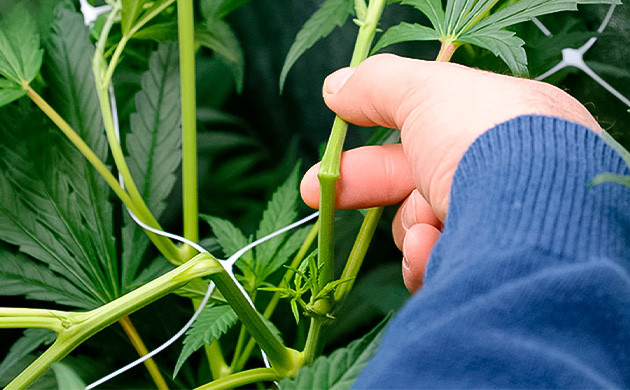 Суперкроппинг конопли