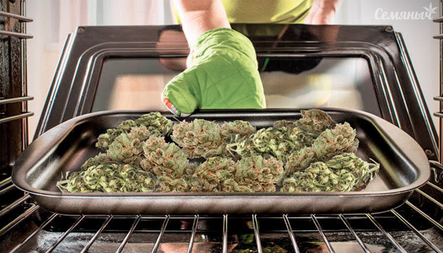 Все о сушке каннабиса