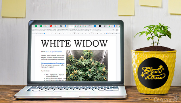 Выращивание White Widow