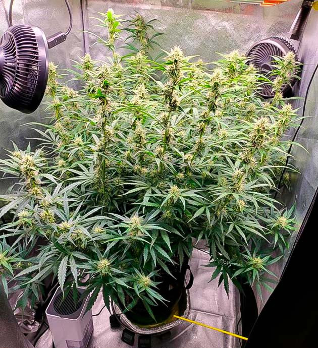 Куст Forbidden Runtz Auto от FastBuds на 8 неделе