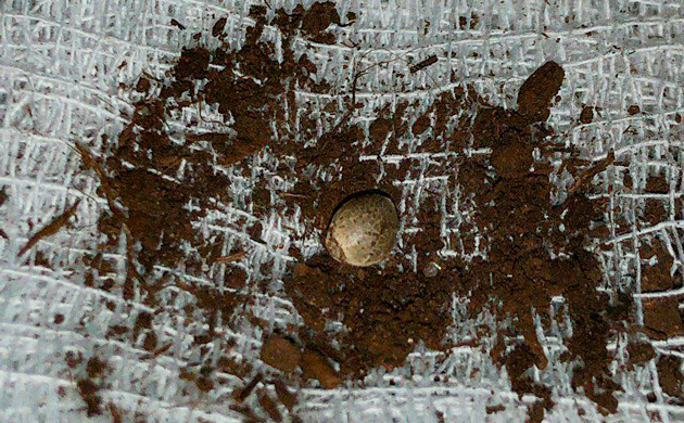 Проращивание конопли сорта Power Plant X fem