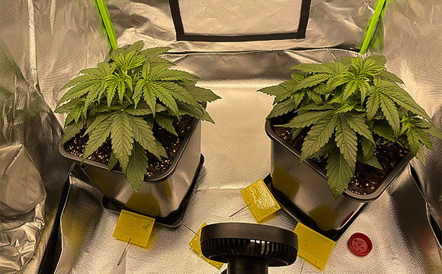 Применение нематод в борьбе с грибными комариками