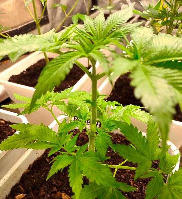 Кусты Blueberry Hill от Herbies Seeds на 3 неделе