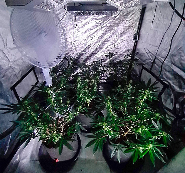 Пять кустов Gorilla Cookies Auto в гроубоксе