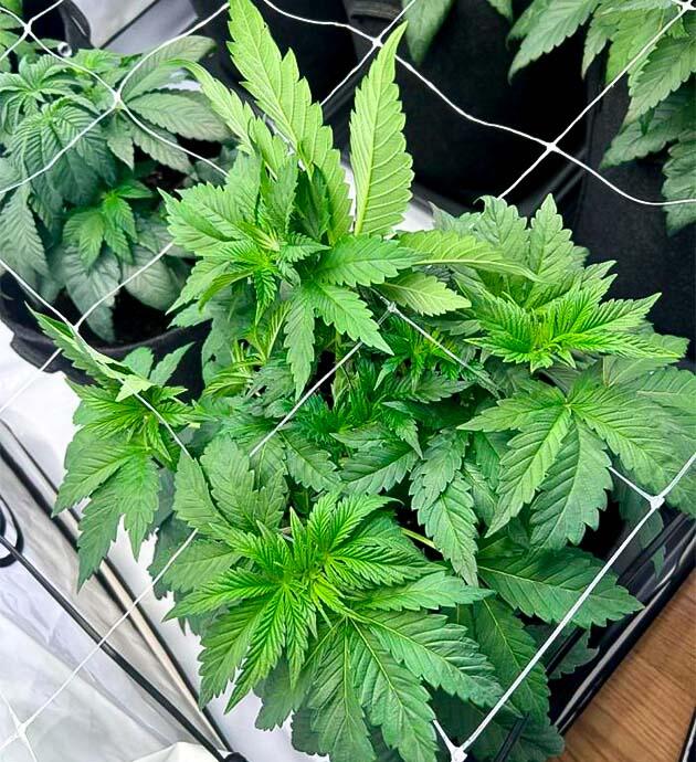 Кусты Persian Pie от Green House Seeds на 4 неделе