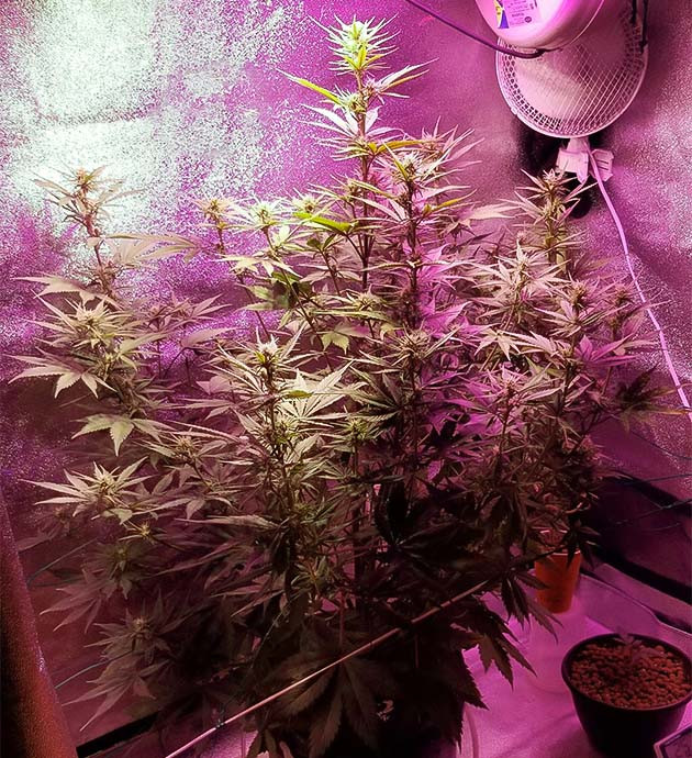 Гидропонное выращивание сорта Purple Juice Auto