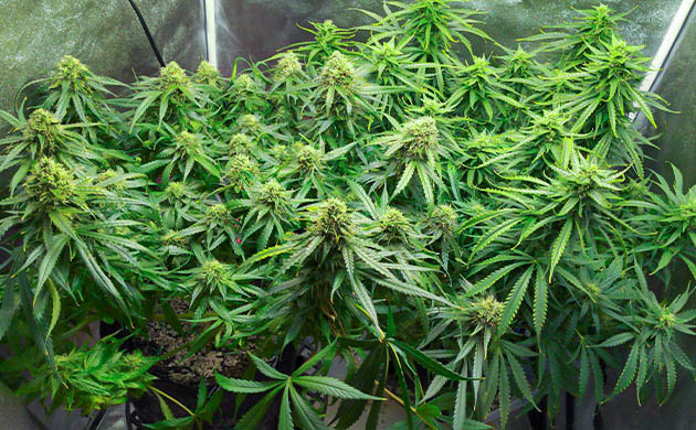 Кусты конопли высотой 50 см