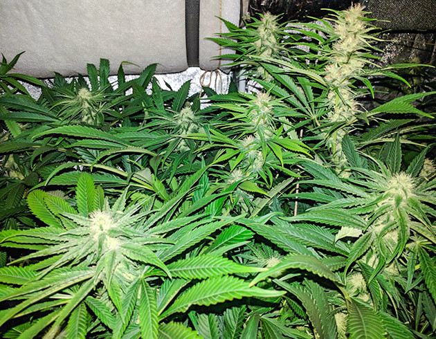 Высокие кусты конопли