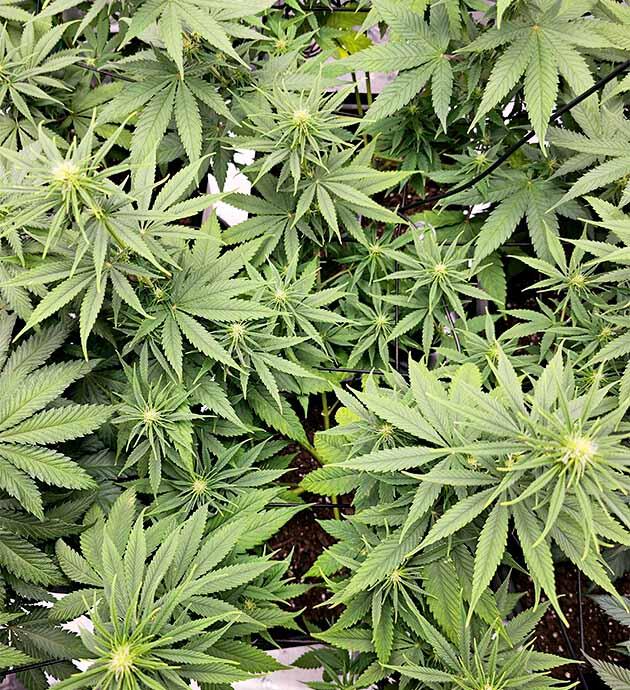 Куст Apple Betty на фазе цветения