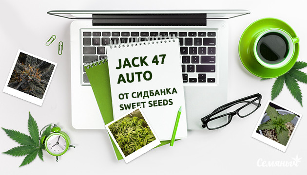 Гроурепорт сорта марихуаны Jack 47 Auto