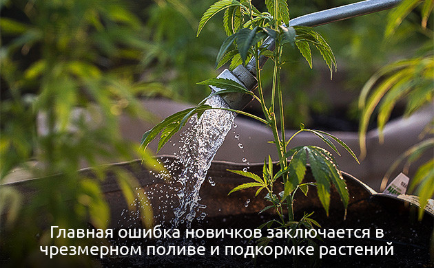 Как избежать нехватки магния у марихуаны