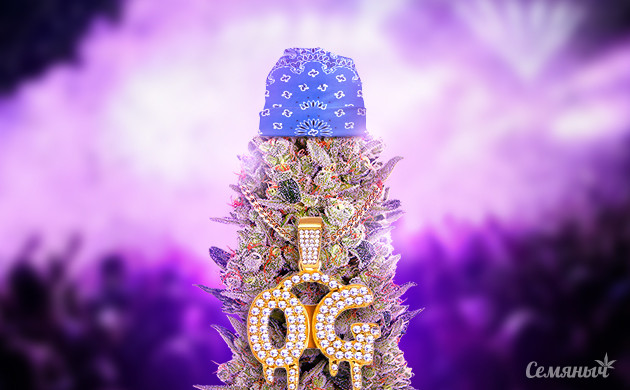 OG Kush – классика гроверского дела