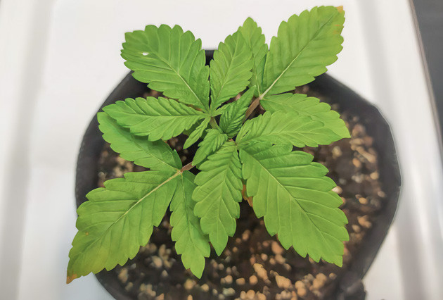 Biscotti Mintz: Первые успехи в выращивании