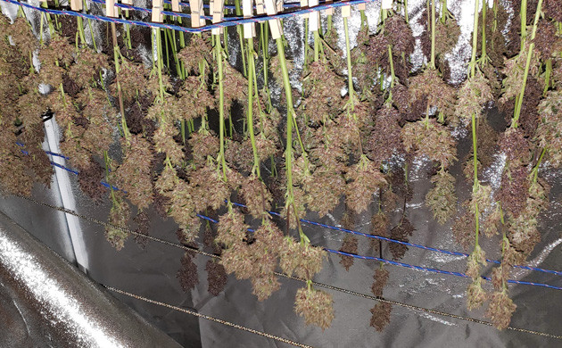 Сушка кол LSD Auto