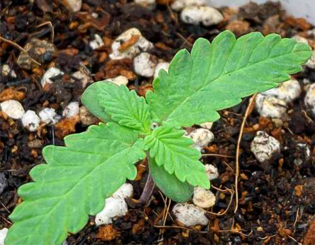 Росток марихуаны ростом 4 см