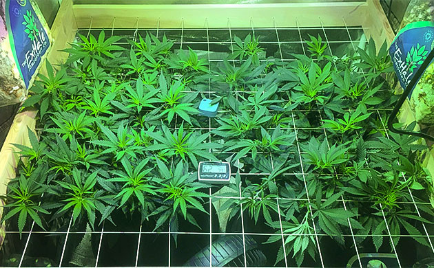 Sapphire OG: заполнение сетки и переключение света