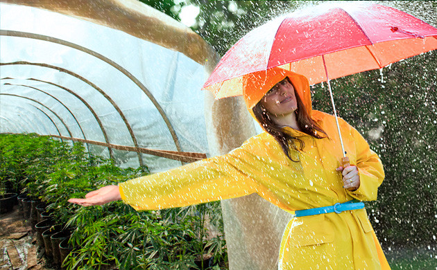 Конопля в теплице