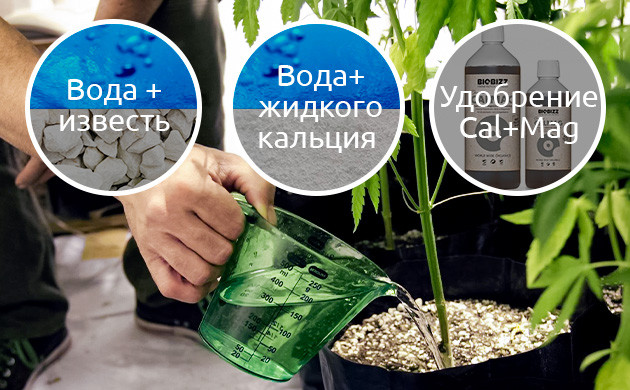 Недостаток кальция в закрытом грунте