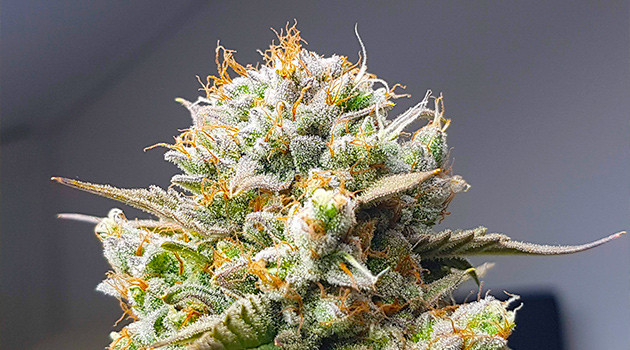 Соцветие с оранжевыми волосками