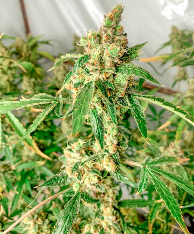 Кусты Gorilla Auto от сидбанка Семяныч на 14 неделе