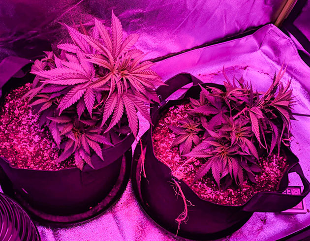 Подгибание кустов методикой LST