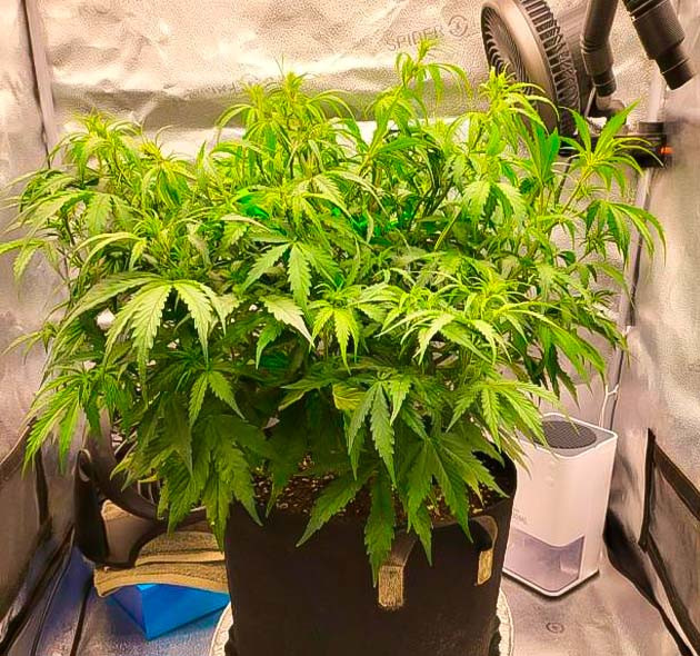 Куст Forbidden Runtz Auto от FastBuds на 4 неделе