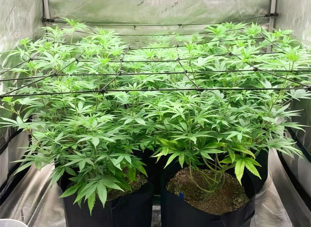 Bruce Banner #3 на 8 неделе выращивания