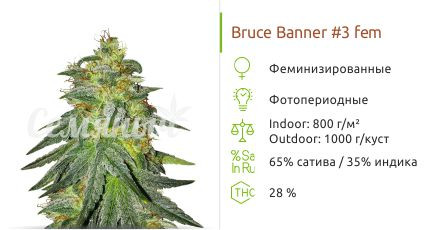 Bruce Banner #3 от Original Sensible Seeds