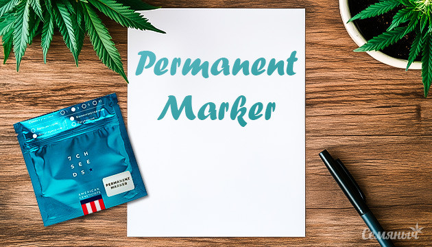 Сорт конопли Permanent Marker