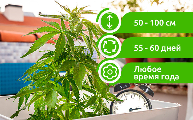 Преимущества выращивания на балконе