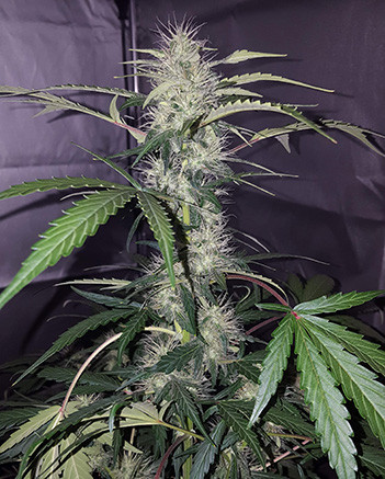 Кола Auto White Widow