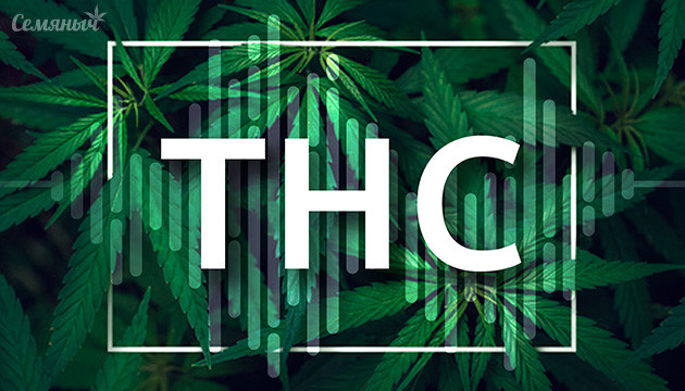 Содержание ТГК в листьях каннабиса