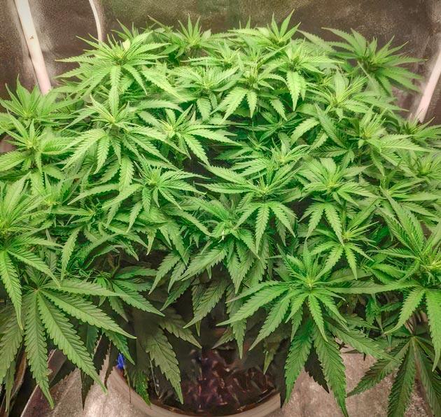 Куст Super Silver Haze от Green House Seeds на 7 неделе