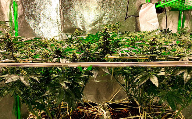 Цветение набирает обороты