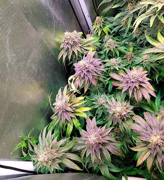 Фиолетовая конопля