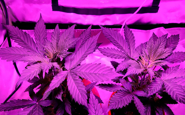 Формирование зеленой массы