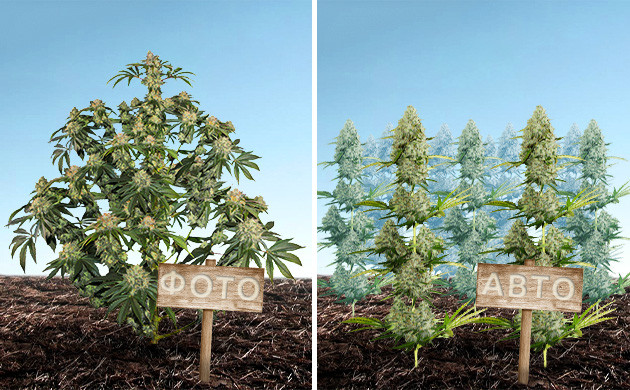 Фото- и автоцветущие кусты конопли