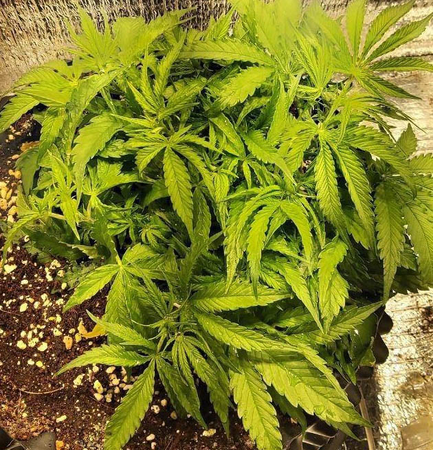 Использование FIM обрезки