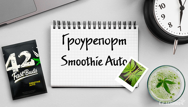 Гроурепорт сорта марихуаны Smoothie Auto