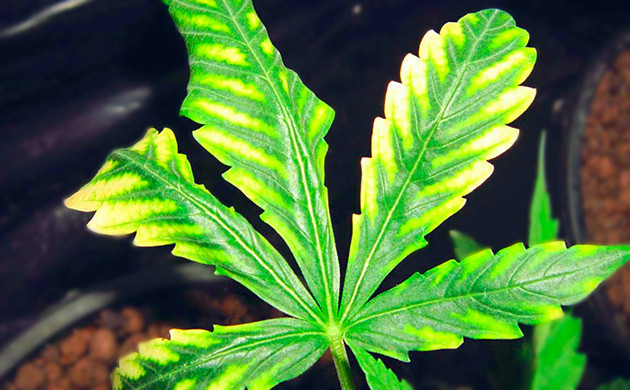 Признаки нехватки серы у марихуаны