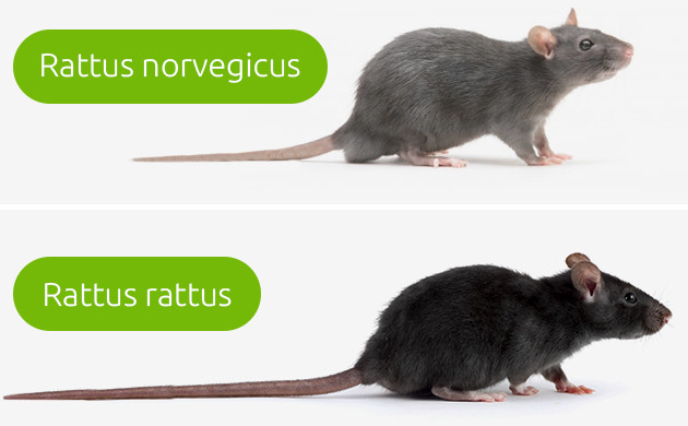 Крысы rattus norvegicus и rattus rattus