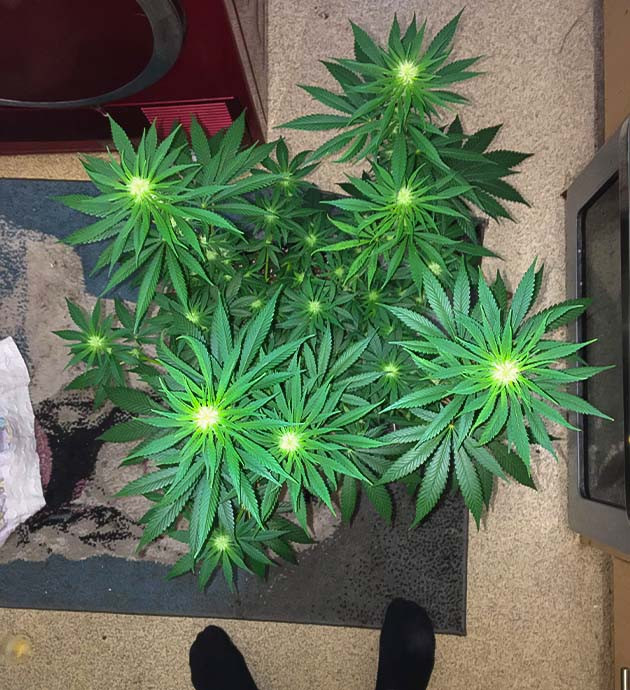 Цветение куста Strawberry Amnesia