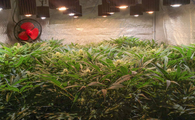 Цветение клонов в гроубоксе