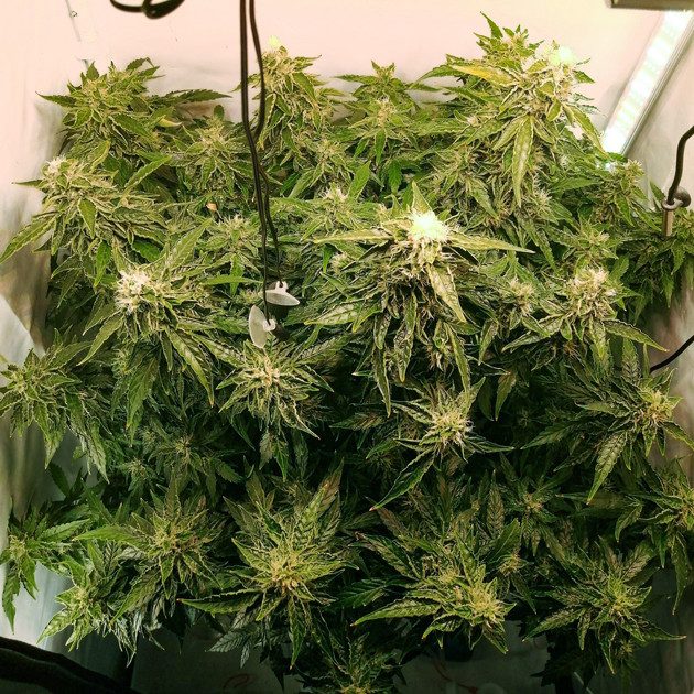 Удобрения для конопли