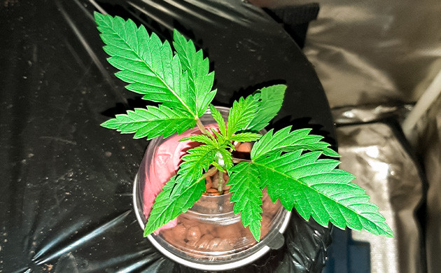 LED светильник для выращивания Critical Kush