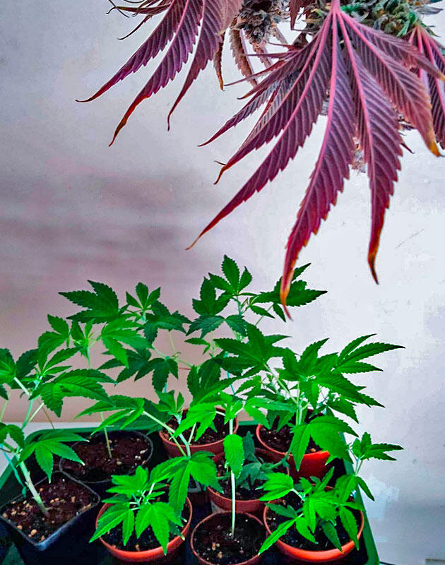 Сорт Biscotti Mintz на стадии вегетации