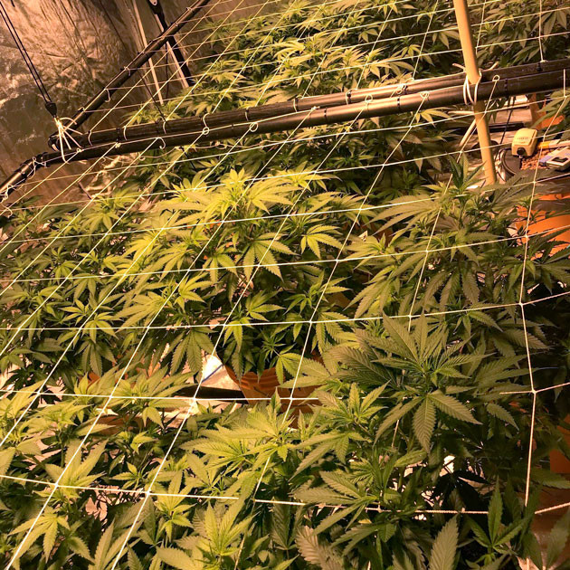 Сетки ScrOG над кустами