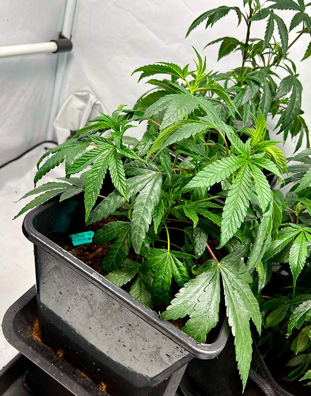 Куст Marshmallow OG от Compound Genetics ростом 36 см