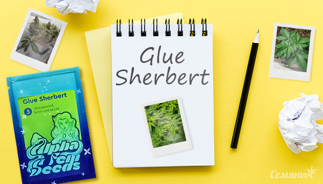 Выращивание сорта конопли Glue Sherbert в гидропонике